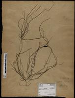 Gracilaria confervoides - ISMAR0599