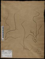 Gracilaria confervoides - ISMAR0601