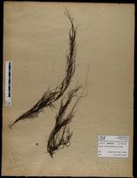 Gracilaria confervoides - ISMAR0609