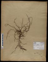 Gracilaria confervoides - ISMAR0613