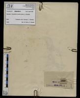 Gracilaria confervoides - ISMAR0614