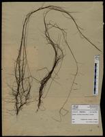 Gracilaria confervoides - ISMAR0615
