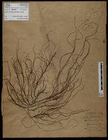Gracilaria confervoides - ISMAR0621