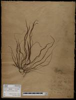 Gracilaria confervoides - ISMAR0628