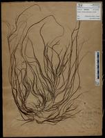 Gracilaria confervoides - ISMAR0629