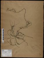 Gracilaria confervoides - ISMAR0631