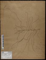 Gracilaria confervoides - ISMAR0632