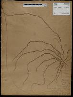 Gracilaria confervoides - ISMAR0633