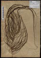 Gracilaria confervoides - ISMAR0645