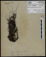 Gracilaria confervoides - ISMAR0650