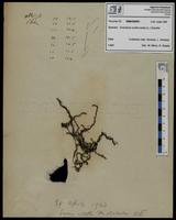 Gracilaria confervoides - ISMAR0651