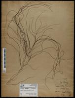 Gracilaria confervoides - ISMAR0657