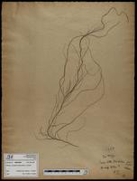 Gracilaria confervoides - ISMAR0660