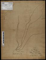 Gracilaria confervoides - ISMAR0661