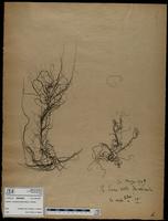 Gracilaria confervoides - ISMAR0666