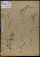 Gracilaria confervoides - ISMAR0674