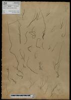 Gracilaria confervoides - ISMAR0677