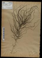 Gracilaria confervoides - ISMAR0680