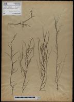 Gracilaria confervoides - ISMAR0695