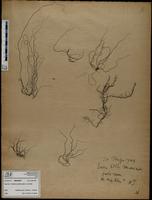 Gracilaria confervoides - ISMAR0697