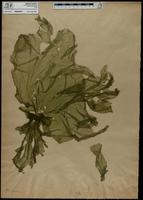 ISMAR0975