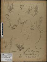 Gracilaria confervoides - ISMAR0700