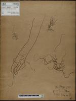 Gracilaria confervoides - ISMAR0705