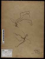Gracilaria confervoides - ISMAR0708