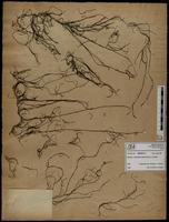 Gracilaria confervoides - ISMAR0710
