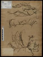 Gracilaria confervoides - ISMAR0711