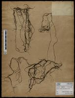 Gracilaria confervoides - ISMAR0714