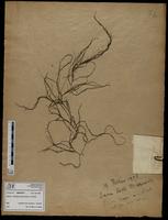 Gracilaria confervoides - ISMAR0715