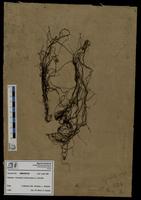 Gracilaria confervoides - ISMAR0720