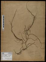 Gracilaria confervoides - ISMAR0726