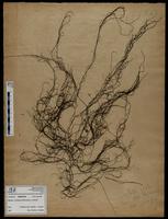Gracilaria confervoides - ISMAR0728