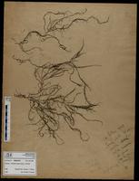 Gracilaria confervoides - ISMAR0729