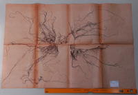 Gracilaria confervoides - ISMAR0733