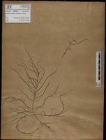 Gracilaria confervoides - ISMAR0737