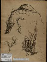 Gracilaria confervoides - ISMAR0749