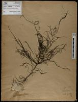 Gracilaria confervoides - ISMAR0755