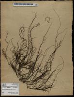 Gracilaria confervoides - ISMAR0759