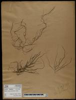 Gracilaria confervoides - ISMAR0766