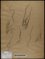Gracilaria confervoides - ISMAR0770