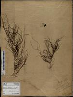 Gracilaria confervoides - ISMAR0775