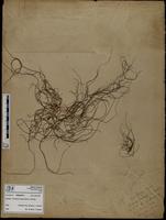 Gracilaria confervoides - ISMAR0778