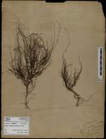 Gracilaria confervoides - ISMAR0779