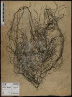 Gracilaria confervoides - ISMAR0786