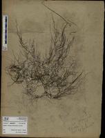 Gracilaria confervoides - ISMAR0787