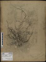 Gracilaria confervoides - ISMAR0788