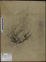 Gracilaria confervoides - ISMAR0789